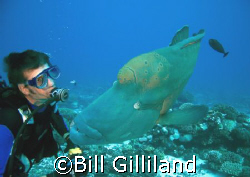 Who's looking at who?
Humphead Wrasse, Bora Bora by Bill Gilliland 